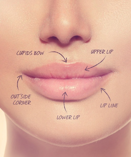 anatomie-van-de-lippen